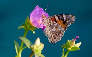 Картинка макро, цветок, бабочка, насекомое, репейница, крылья