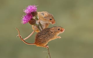 Обои бодяк, мышь-малютка, мышки, грызун, harvest mouse, парочка