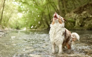 Картинка вода, природа, река, собака, австралийская овчарка