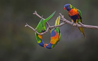 Картинка птица, австралия, попугай, многоцветный лорикет