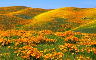 Картинка небо, холмы, сша, маки, цветы, заказник, антелоп вэлли калифорния поппи резерв