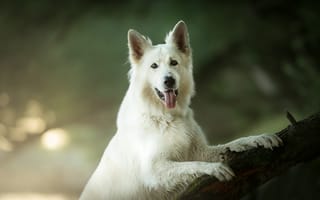 Картинка взгляд, собака, язык, боке, белая швейцарская овчарка