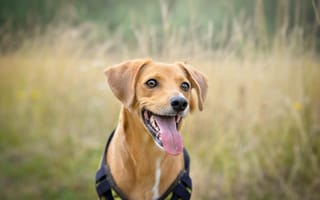 Картинка мордочка, рыжая, собака, язык, родезийский риджбек, взгляд