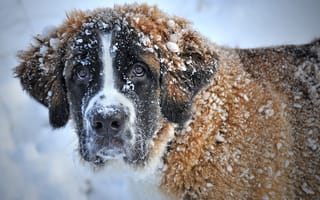 Картинка морда, собака, снег, взгляд, зима, сенбернар