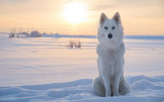 Картинка снег, зима, собака, лайка