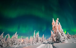 Картинка небо, деревья, зима, лес, ели, северное сияние, снег