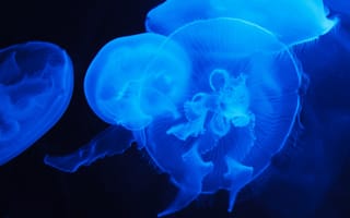 Обои море, медузы, подводный мир, свечение, медуз