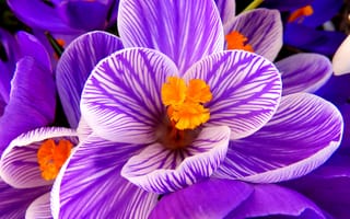 Картинка макро, фиолетовый, цветок, весна, крокус, лепестки