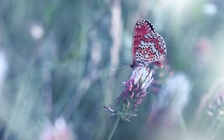 Картинка цветы, juliana nan, крылья, насекомое, бабочка, размытость