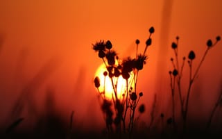 Картинка солнце, стебли, закат, растения, природа