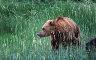 Картинка трава, аляска, природа, сша, бурый медведь, медведь