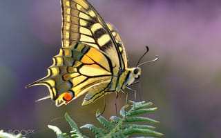 Картинка насекомое, крылья, бабочка, растение, gorka orexa