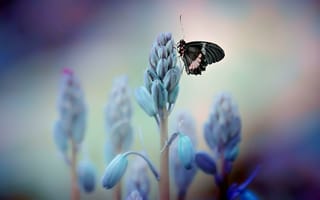 Картинка цветы, бабочка, насекомое, vinny rojas, крылья
