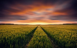 Картинка небо, закат, пшеница, горизонт, колосья, поле