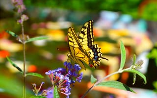 Картинка цветы, размытость, весна, насекомое, бабочка, крылья, махаон, макро