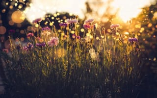 Картинка свет, лето, полевые цветы, трава, блики, васильки