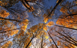 Картинка небо, деревья, листья, стволы, осень