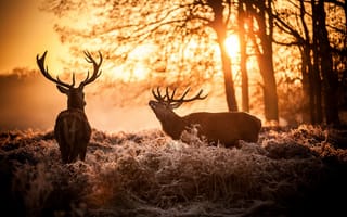 Картинка солнце, олени, олень, рога, утро, природа