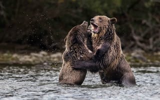 Картинка вода, природа, медведи, гризли