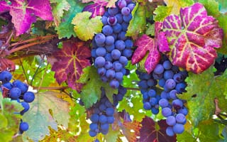 Картинка листья, виноград, макро, лоза, ягоды, грозди