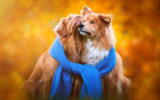 Картинка золотистый ретривер, щенки, шарф, собаки, порода, осень