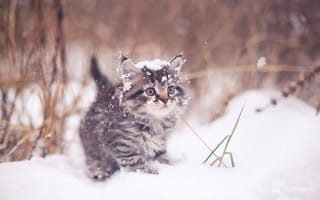 Картинка зима, усы, кот, мордочка, artem karpukhin, кошка, взгляд, котенок