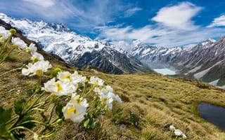 Картинка небо, лютики, национальный парк, маунт-кук, облака, горы, ледник, цветы, новой зеландия