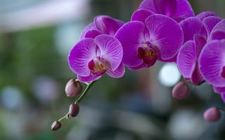 Картинка цветы, цветение, фаленопсис, орхидеи