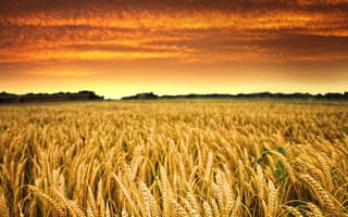 Картинка небо, пшеница, облака, солнце, горизонт, урожай, закат, поле