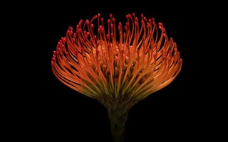 Картинка цветок, протея артишоковая, encro vision, экзотка, растение, protea pincushion, экзотика, черный, протея, protea