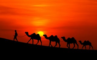 Картинка солнце, верблюды, пустыня, караван, закат, человек