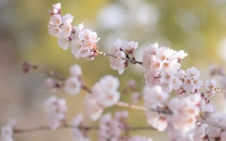 Картинка цветение, ветки, сакура, размытость, весна