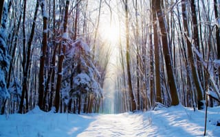 Картинка дорога, зима, снег, солнечный свет, деревья, лес