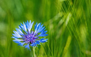 Картинка трава, василек, луг, природа, лепестки, макро, синий, цветок