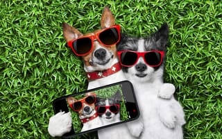 Картинка трава, собаки, фотография, телефон, очки, селфи, юмор