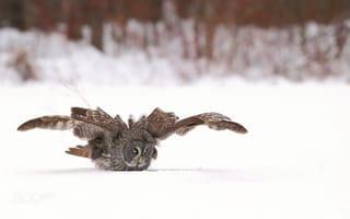 Обои сова, полет, зима, неясыть, бородатая неясыть, снег, крылья, denis dumoulin, птица