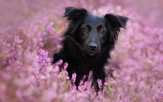 Картинка цветы, linda kohler, взгляд, мордочка, собака