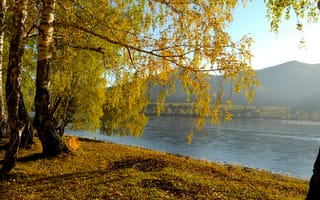 Картинка река, осень, березы, природа, пейзаж