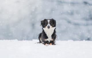 Картинка снег, зима, собака, австралийская овчарка