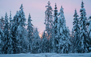 Обои деревья, зима, лес, снег, природа, ели