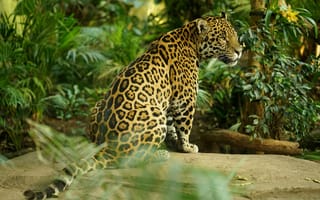 Картинка хищник, ягуар, большая кошка