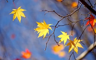 Картинка листья, макро, ветки, осень