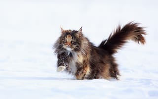 Картинка зима, мордочка, взгляд, кошка, кот, мейн-кун, nika petrova, усы