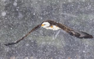 Картинка снег, полет, крылья, птица, снегопад, клюв, белоголовый орлан, перья, орел
