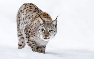 Картинка снег, мордочка, зима, рысь, большая кошка, взгляд, хищник, andy astbury