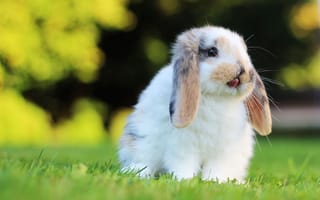 Обои трава, грызун, кролик, мордочка, заяц, уши, взгляд