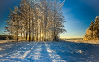 Обои небо, снег, зима, утро, лес, природа, деревья
