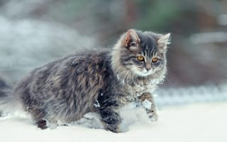 Картинка снег, кошка, взгляд, зима, кот, мордочка, усы