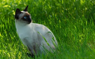 Картинка трава, усы, кошка, сиамский, взгляд, мордочка, кот