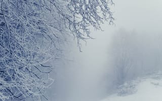 Картинка деревья, туман, макро, ветки, зима, иней